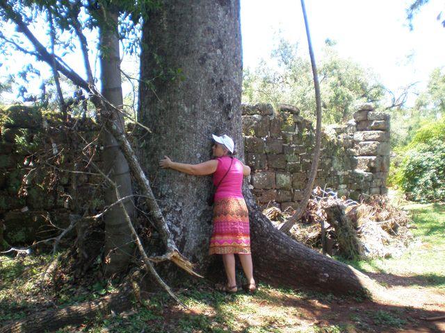 Piedad. quiere llevarse el gran arbol.JPG